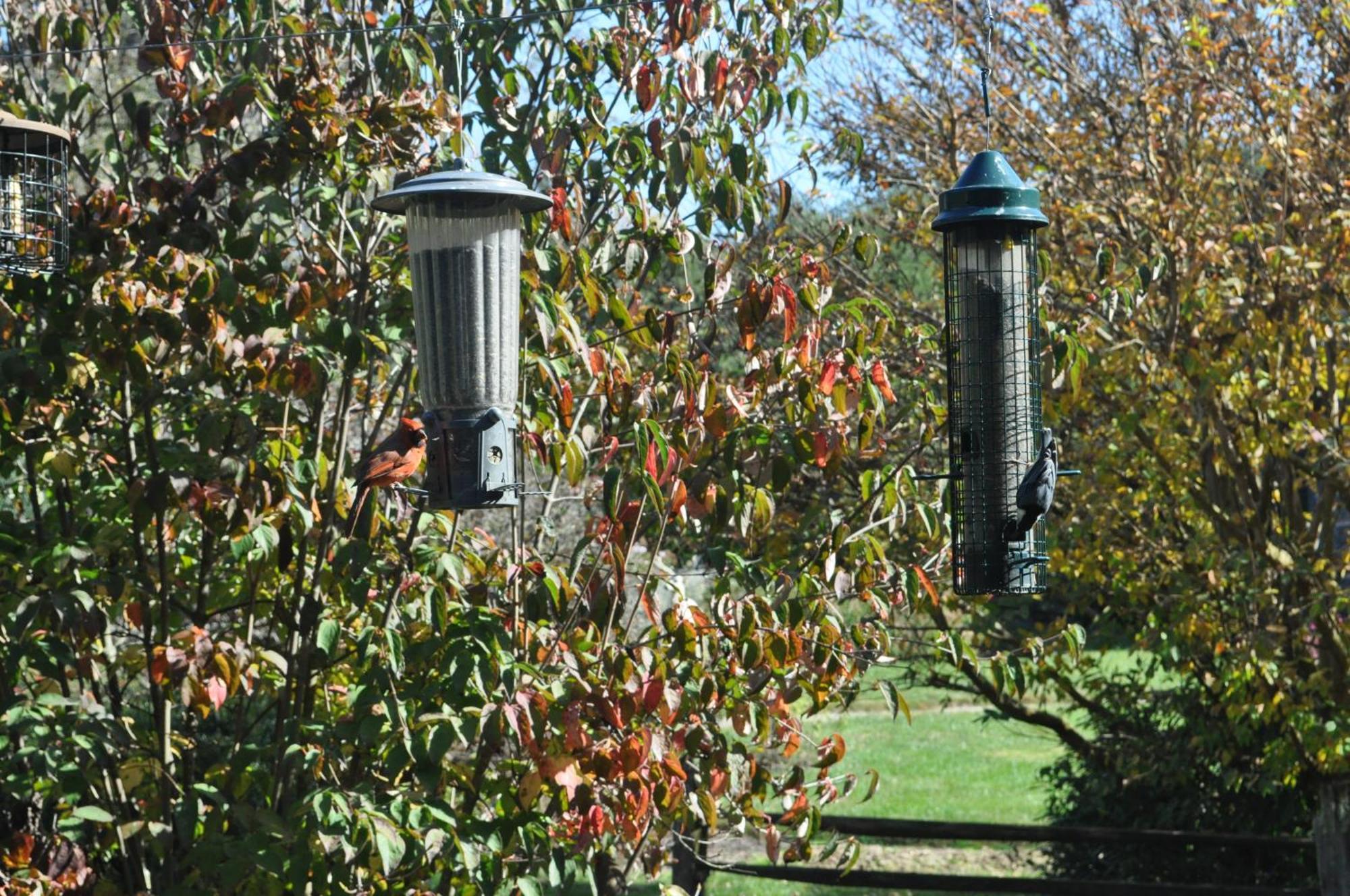 Restored1850S Log Cabin, With Gazebo And Gardens! 1 Mile To Downtown Weaverville Exterior foto